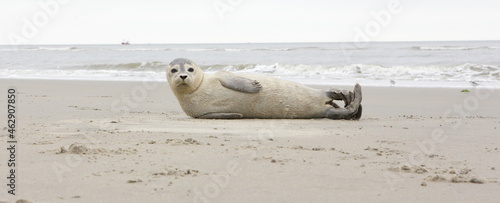 AMELAND. Common Seal - Gewone Zeehond - Phoca vitulina. AMELAND BEACH. DUTCH. photo