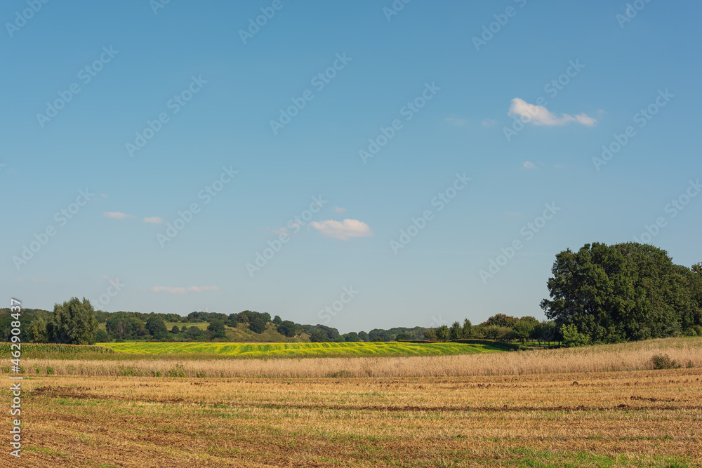 Agricultural fields with flowering rapeseed in a sunny rolling landscape under a blue sky with some clouds.