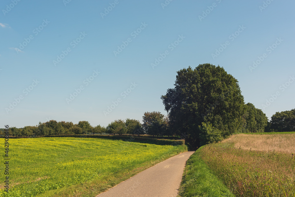 Country road between agricultural fields with flowering rapeseed in a sunny rolling landscape under a blue sky.