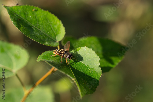 Insekt © soaringfoto