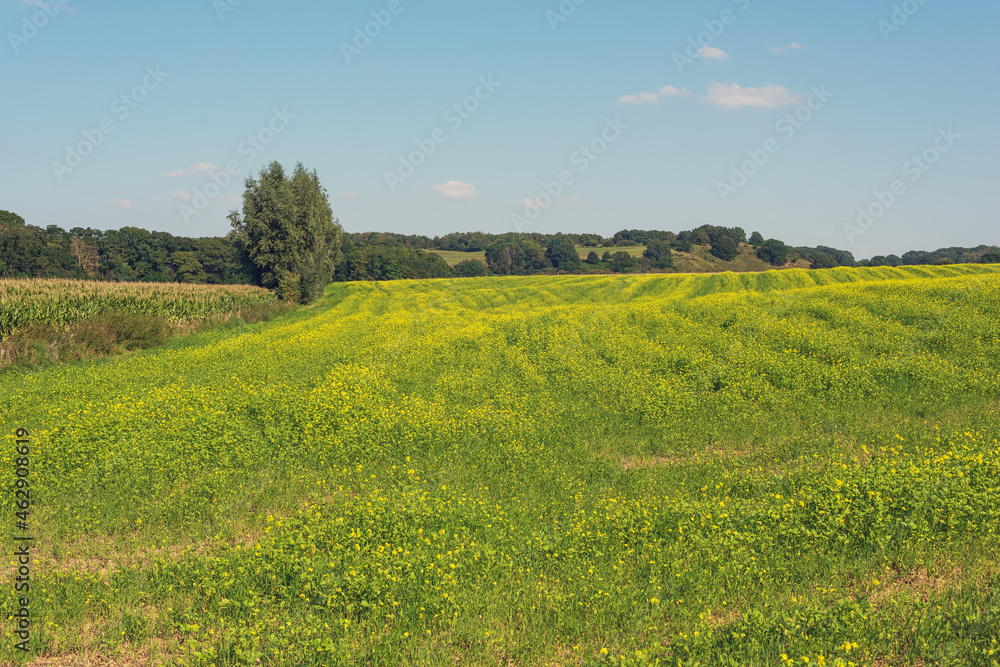 Agricultural field with flowering rapeseed and some trees in a sunny rolling landscape under a blue sky with some clouds.