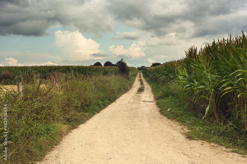 Fototapeta premium Dirt road between fields of corn in a rolling landscape under a cloudy sky.