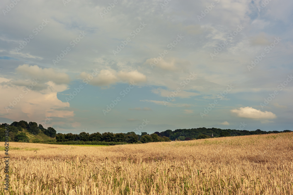 Grain field with trees on the horizon in a rolling summer landscape with a blue cloudy sky.