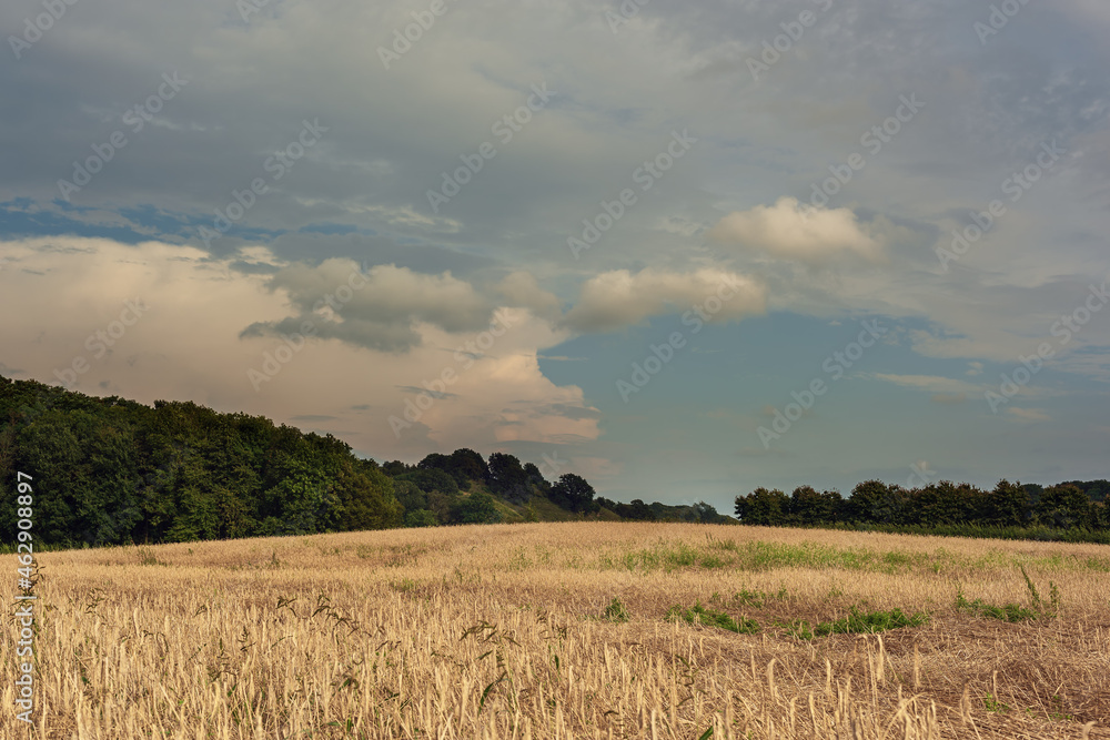 Fototapeta premium Grain field with trees on the horizon in a rolling summer landscape with a blue cloudy sky.