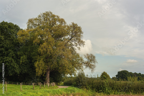 Country road with a big old tree and a wooden fence in the countryside in summer.