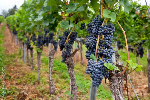 Bunch of ripe grapes growing on grapevine