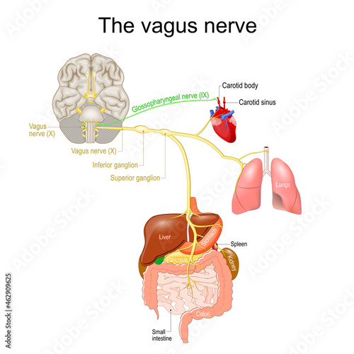 vagus nerve. parasympathetic nervous system photo