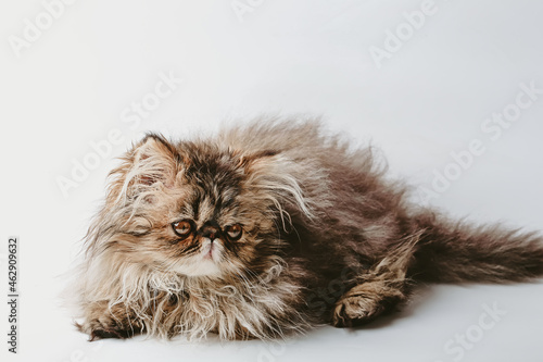 kitten persian breed. small fluffy kitten of brown beige color