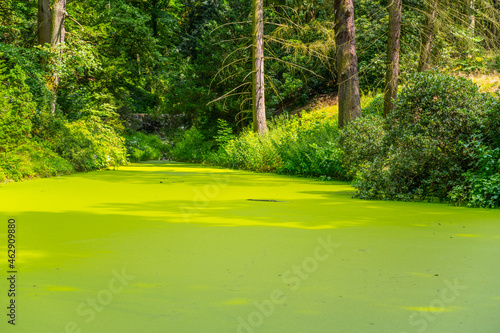 Green algae pond in natural park. Rich green water surface. photo
