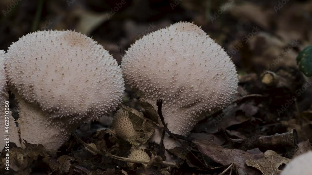 Common Puffball in leaf Litter in Woodland Common Puffball in leaf Litter in Woodland