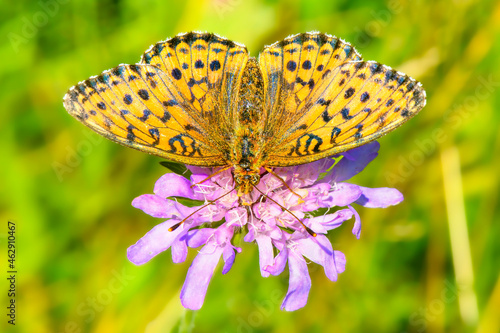 Kaisermantel auf einer Wiesen-Witwenblume photo