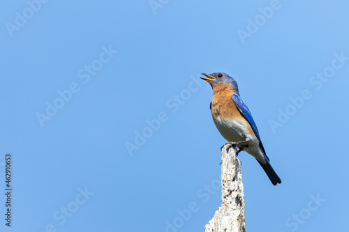 An eastern bluebird (Sialia sialis) singing from atop a perch in Huntley Meadows Park, Alexandria, Virginia, USA