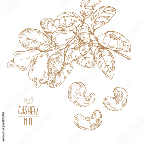 Hand drawn vector ripe cashew nuts illustration