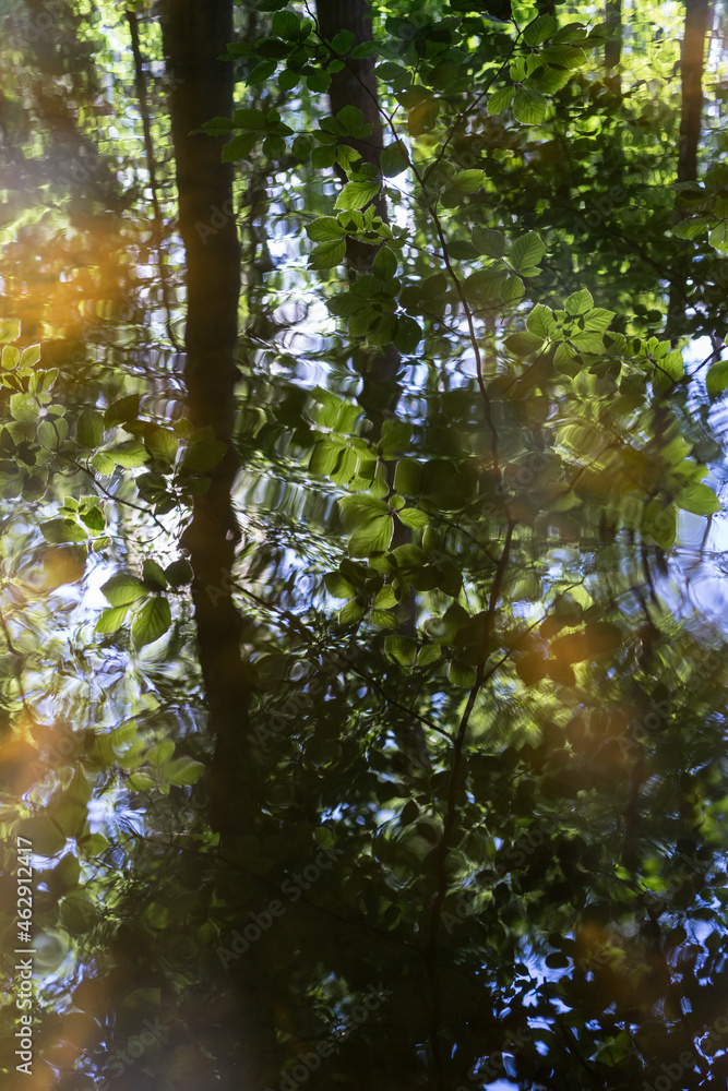 Fototapeta premium scenic summer reflection of beech trees in calm water abstract nature background