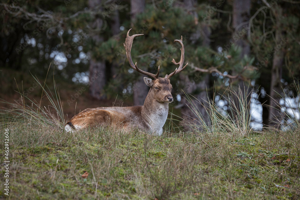Obraz premium deer in the wild nature in the netherlands