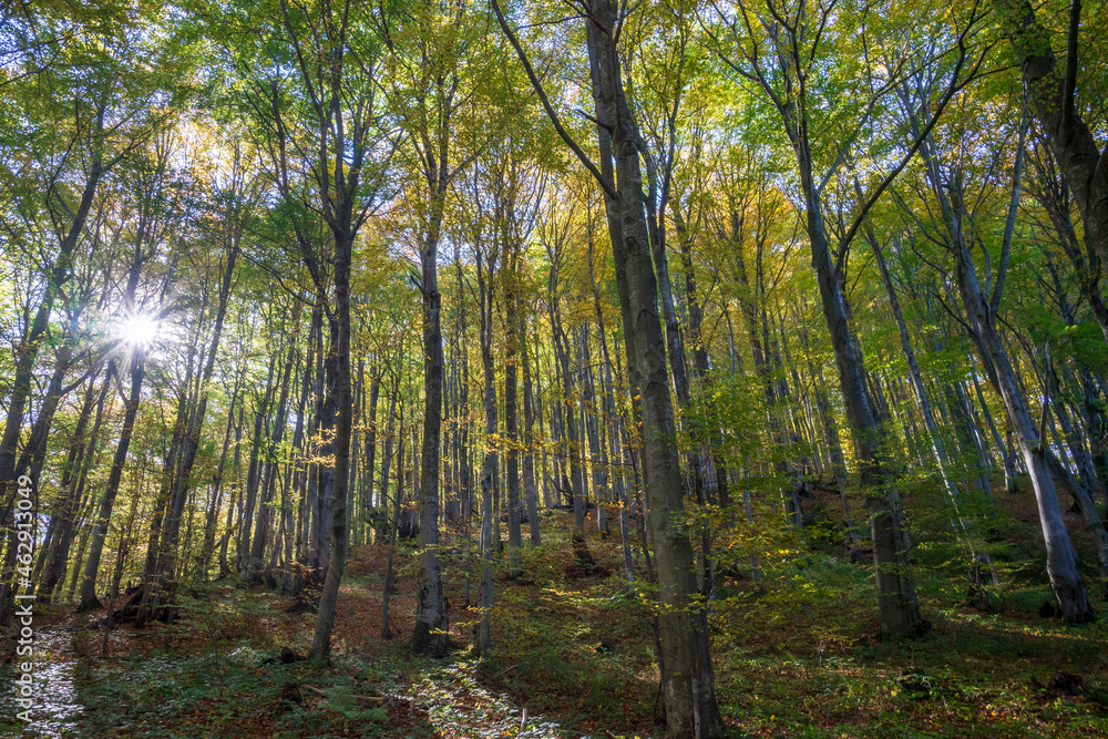Obraz premium Autumn in the Bieszczady Mountains.