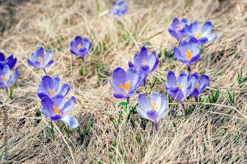 Crocus sativus, commonly known as saffron crocus blossoms with morning dew, delicate violet petals plant on ground, closeup above view