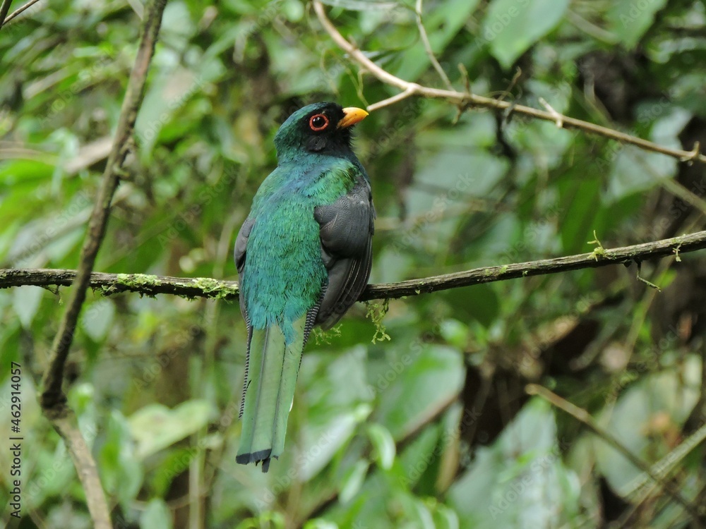 Obraz premium green winged kingfisher