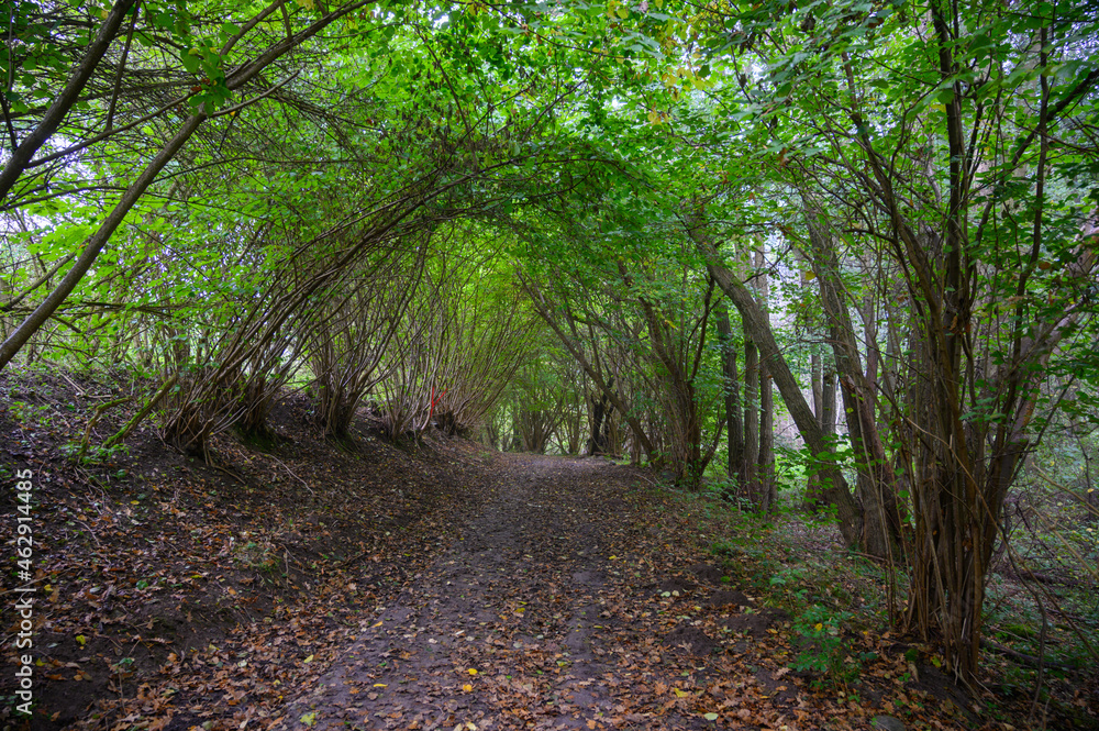 Obraz premium Hohlweg im Laubwald 