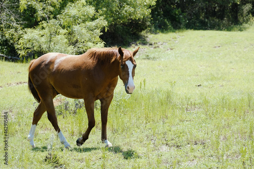Brown sorrel gelding horse in summer Texas field.