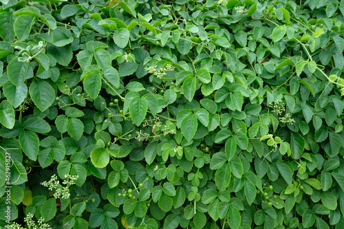 Wallpaper Mural green background Torontodigital.ca