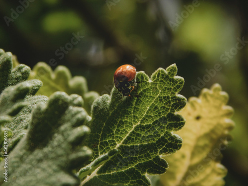 Red ladybug landing on a natural green incense bush. © Giovanna