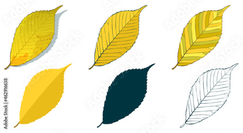Hand-drawn elm leaf in autumn color isolated on white background. Cartoon flat style vector illustration.