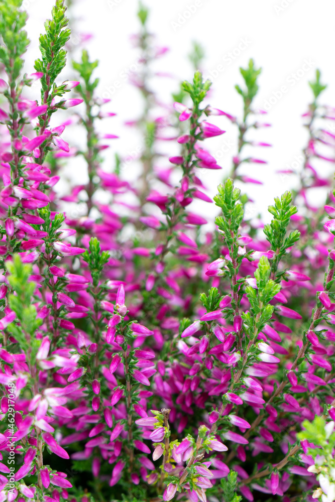 Obraz premium Blooming heather flowers isolated on a white background. Gardening.Common heather.Bush of flowering plants. Vertical orientation