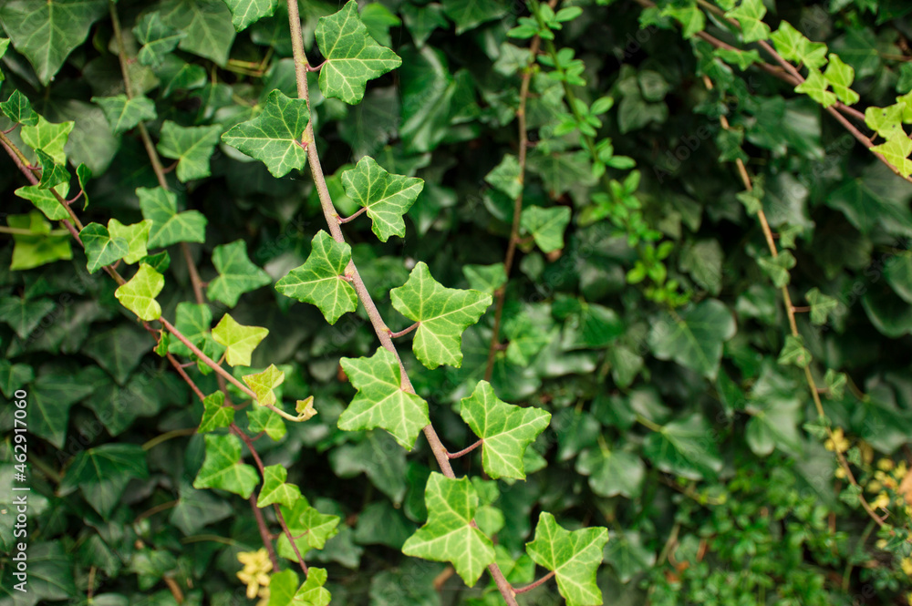 green leaves background green leaves background