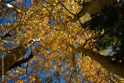 Looking Up