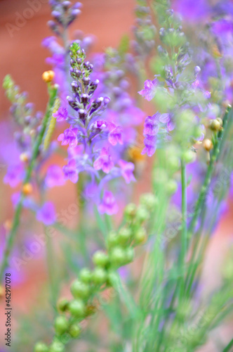 lavender flowers in the garden