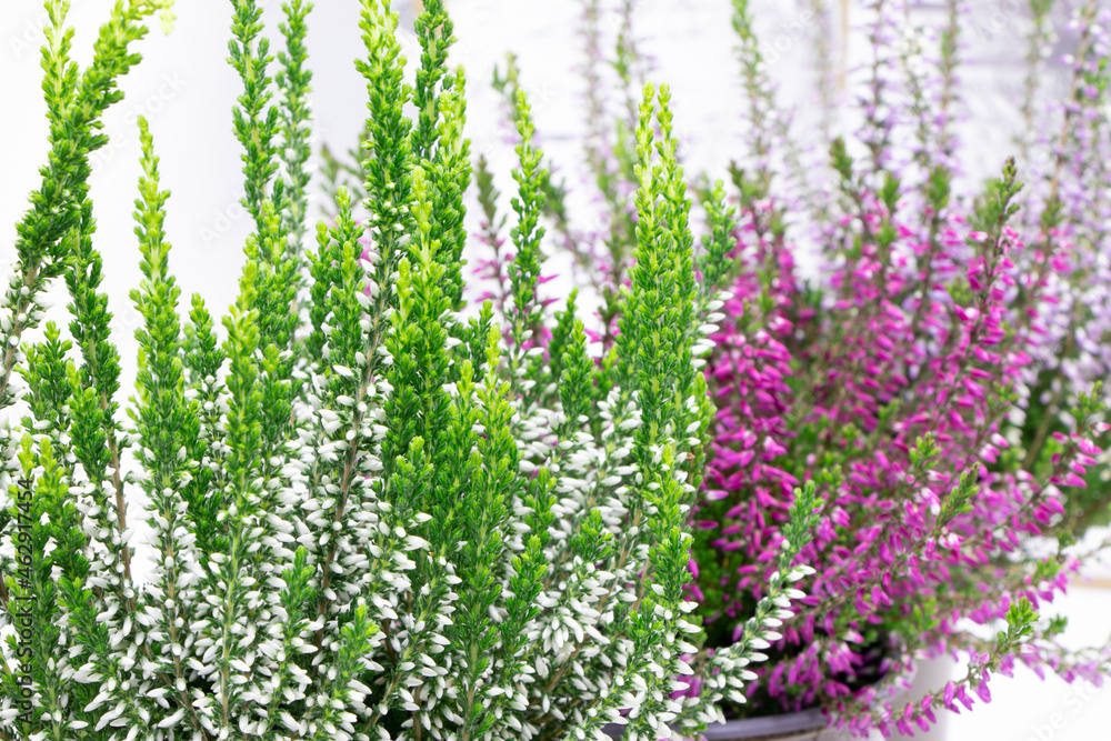 Obraz premium Blooming heather flowers isolated on a white background. Gardening.Common heather.Bush of flowering plants