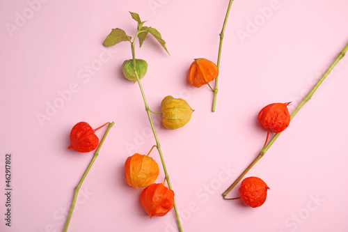 Fototapeta Naklejka Na Ścianę i Meble -  Physalis branches with colorful sepals on pink background, flat lay