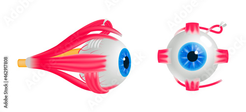 Human Eyeball Anatomy Set