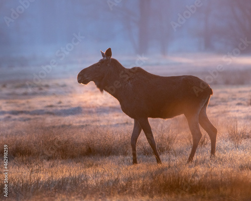 Fototapeta Naklejka Na Ścianę i Meble -  łoś byk na łące o poranku w mglistym świetle wschodzącego dnia