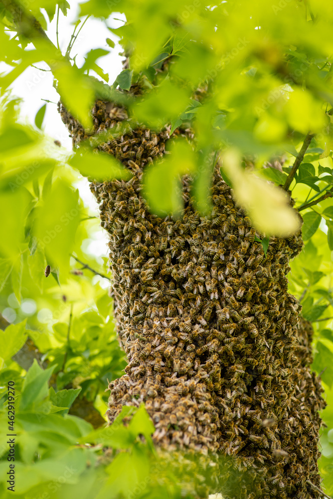 Big cluster of honey insects, gathered on the branch of the plant. Swarm of bees on green tree, warm season, vertical image. Big cluster of honey insects, gathered on the branch of the plant. Swarm of bees on green tree, warm season, vertical image.
