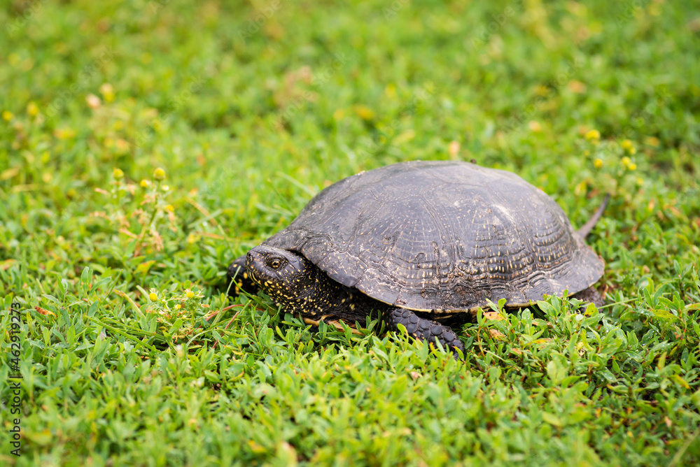 Turtle in green grass close up. Fresh grass, Polygonum aviculare, covering the ground, summer, animals in nature. Turtle in green grass close up. Fresh grass, Polygonum aviculare, covering the ground, summer, animals in nature.