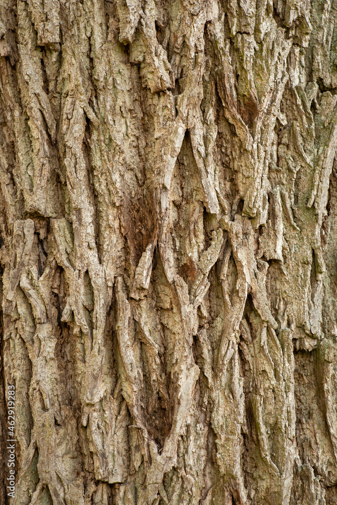 Bark of an old tree. Detailed texture of the rough bark, wood, natural, vertical. Bark of an old tree. Detailed texture of the rough bark, wood, natural, vertical.