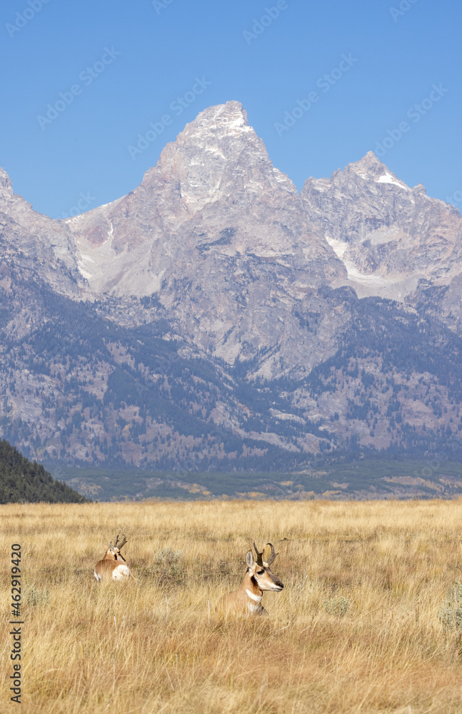 Pronghorn Antelope Bucks in Grand Teton National Park Wyoming in Autumn