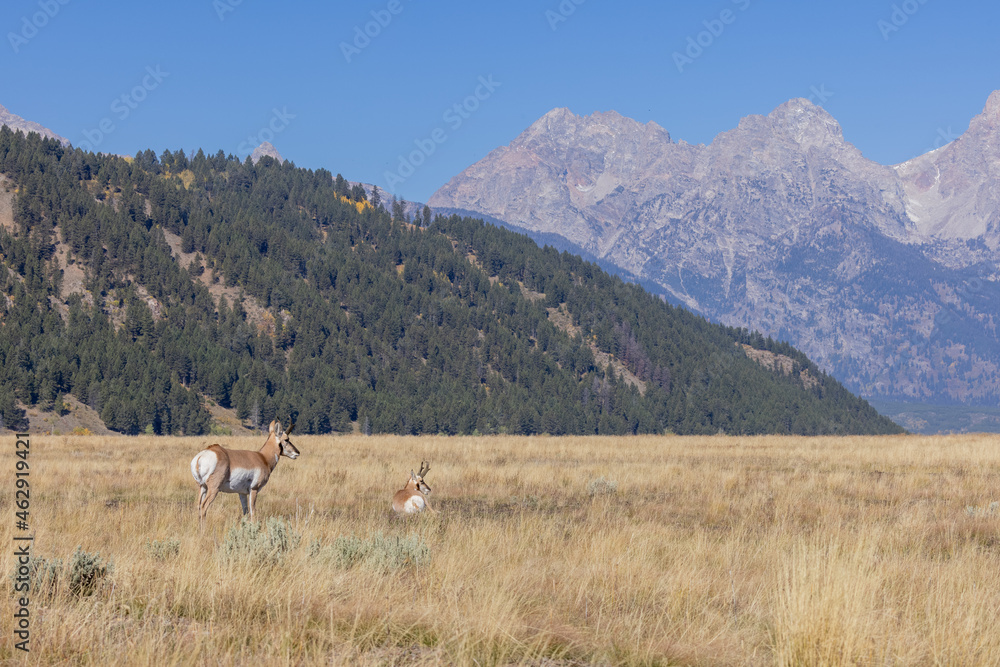 Pronghorn Antelope Bucks in Grand Teton National Park Wyoming in Autumn
