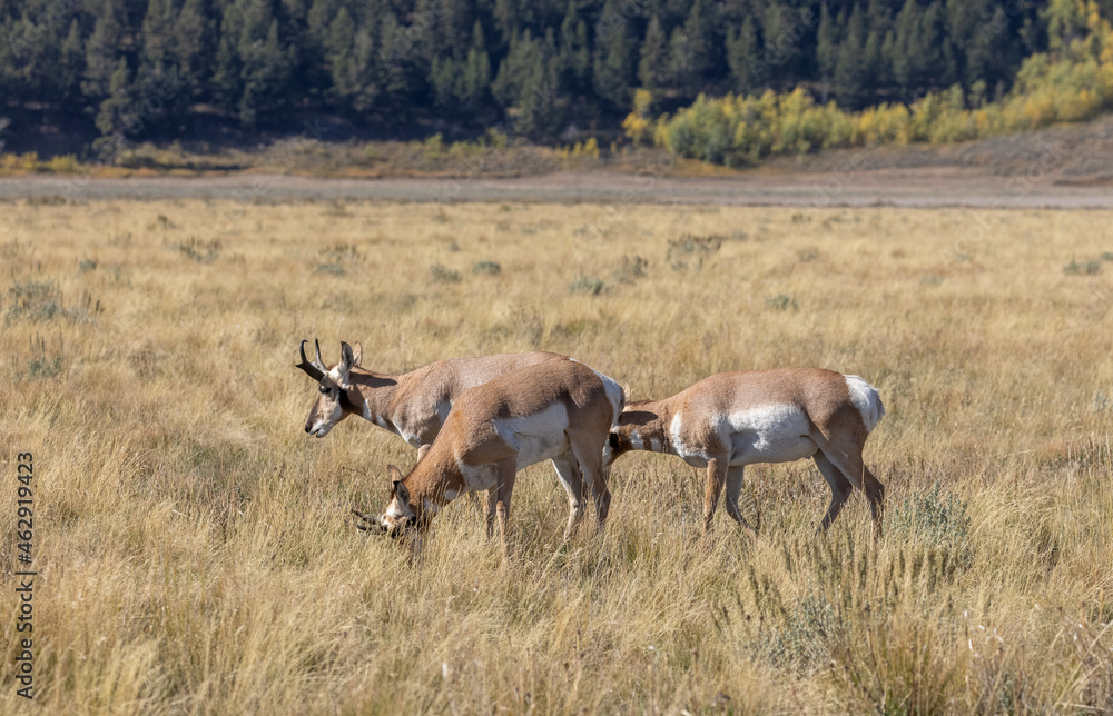 Naklejka premium Pronghorn Antelope Bucks in Grand Teton National Park Wyoming in Autumn