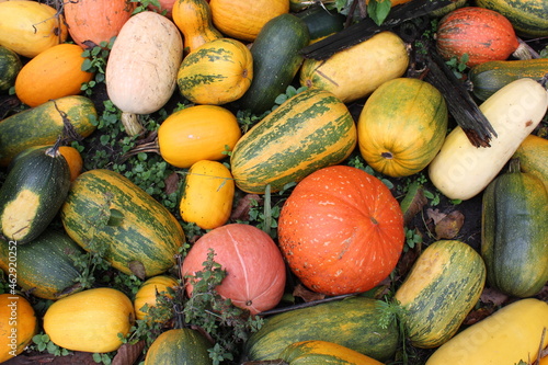 multi-colored orange yellow green pumpkins lie on the grass. Halloween background for the holiday
