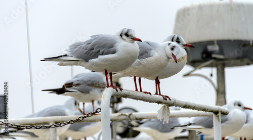 three seagulls in winter plumage