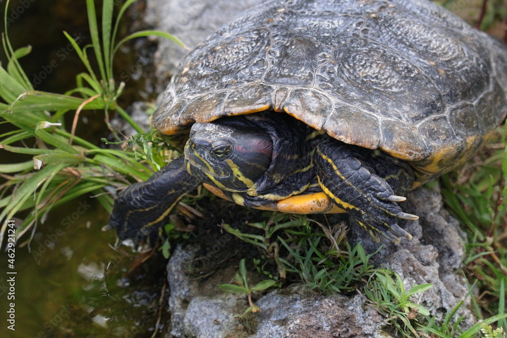 Wasserschildkröte, Schildkröte, Amphibie Wasserschildkröte, Schildkröte, Amphibie