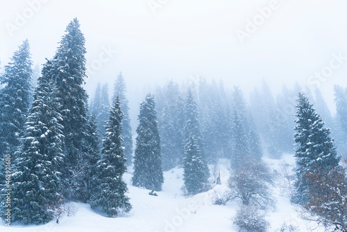 Forest covered with snow in winter in the mountains during snowfall and fog.