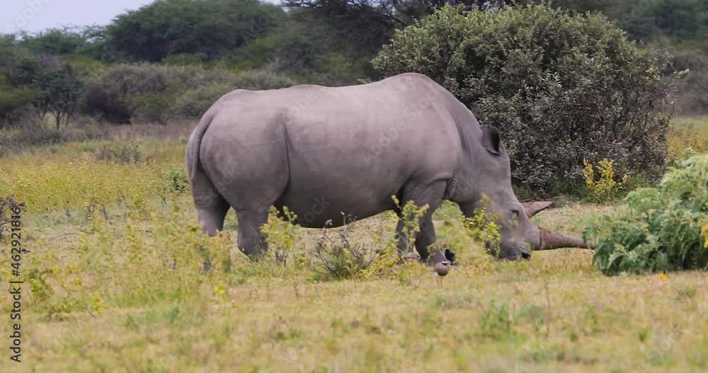 full view of a rhino grazing, in the bush full view of a rhino grazing, in the bush