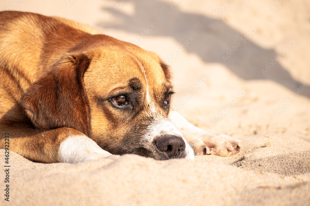 Perro raza bóxer marrón en la playa de perfil con mirada pensativa sobre la arena. Perro raza bóxer marrón en la playa de perfil con mirada pensativa sobre la arena.