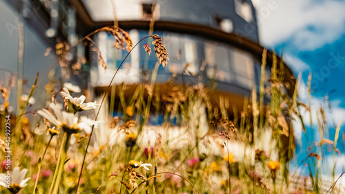 Beautiful alpine flowers at the famous Koelnbreinsperre, Maltatal, Kaernten, Austria photo