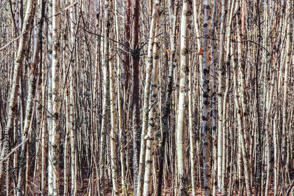 Obraz premium Tree trunks