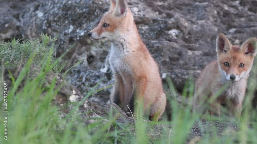 Cute young fox cubs near the burrow. Vulpes vulpes. Cute young fox cubs near the burrow. Vulpes vulpes.